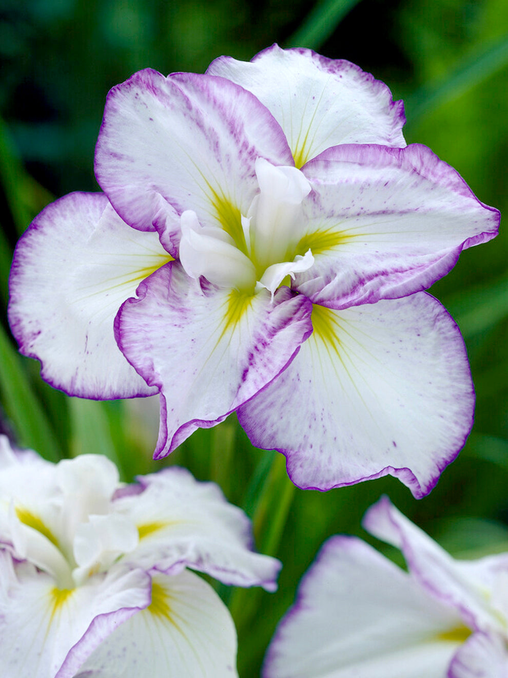 Japanese Iris Light And Dawn