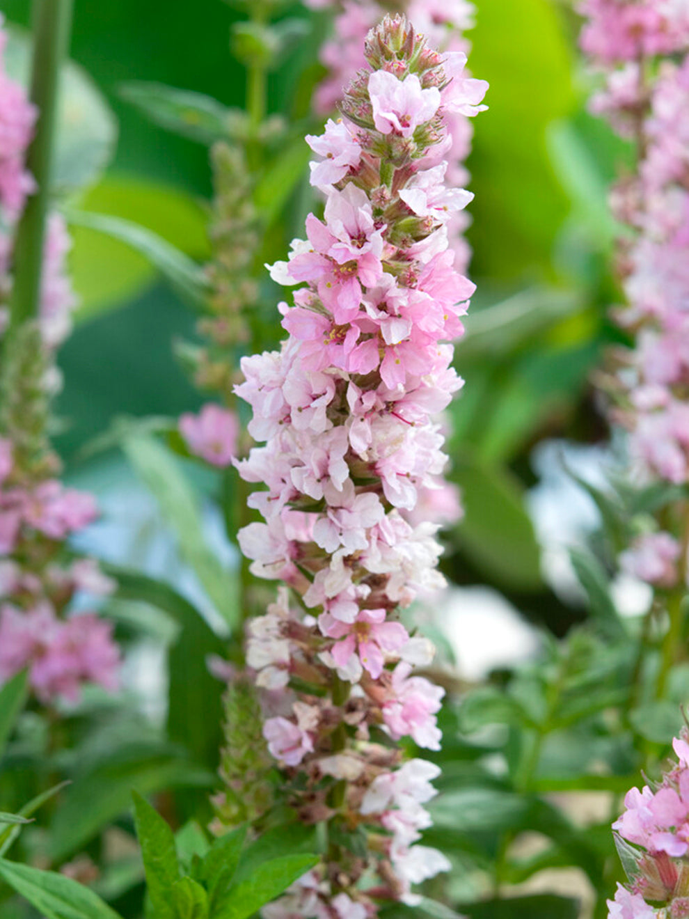 Lythrum Salicaria Blush (purple Loosestrife)