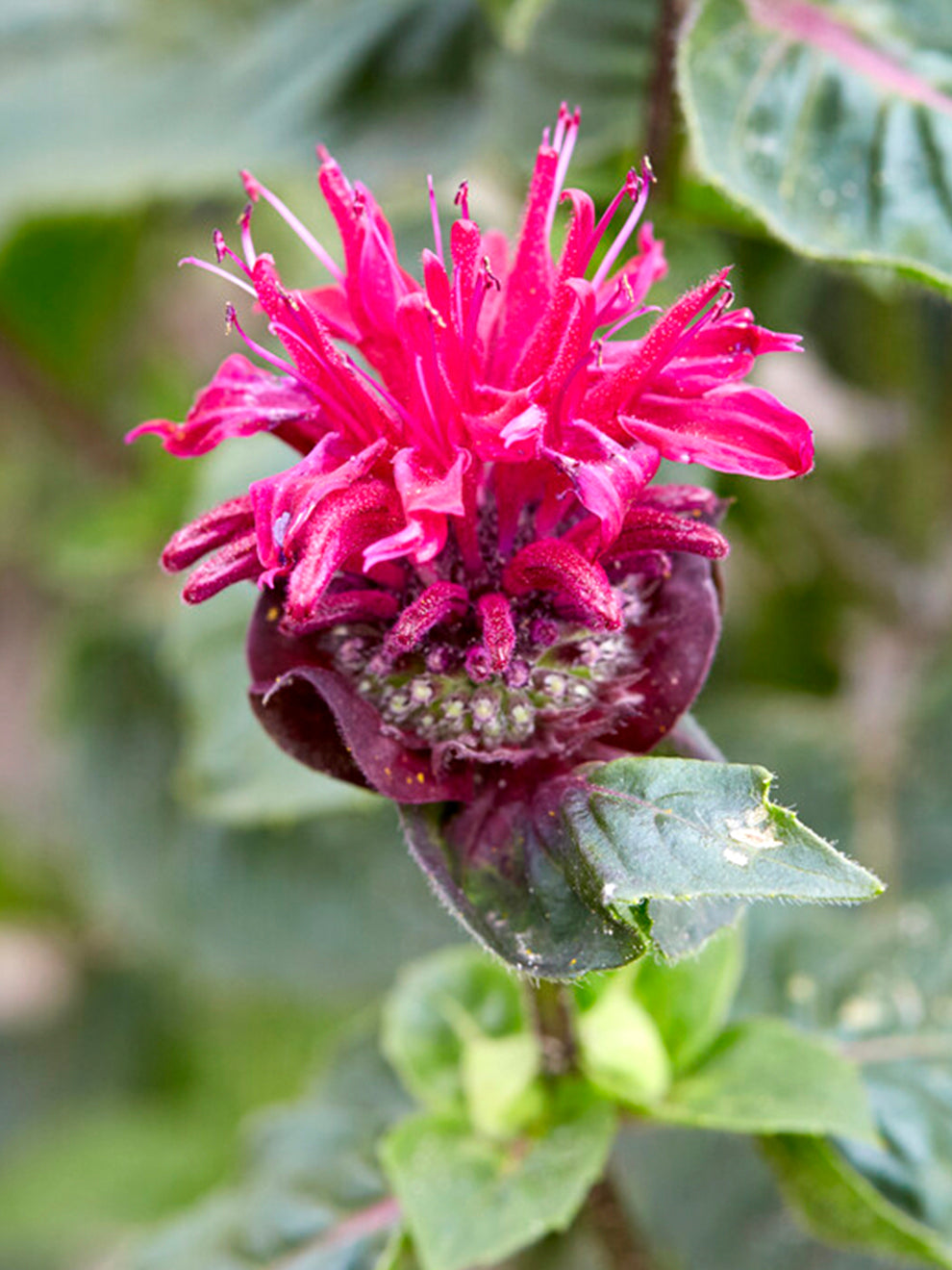 Monarda Bee True (bee Balm)