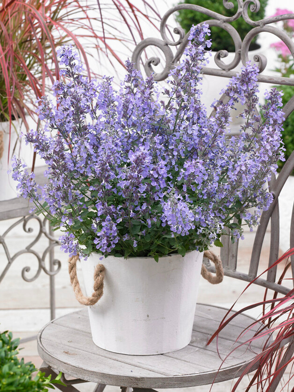 Nepeta Junior Walker (garden Catmint)