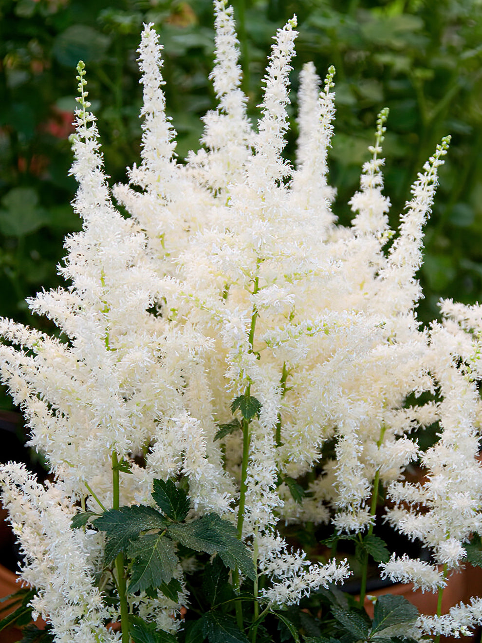 Astilbe Close Harmony