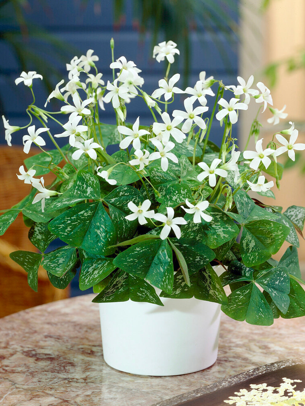 Oxalis Irish Mist (false Shamrock)