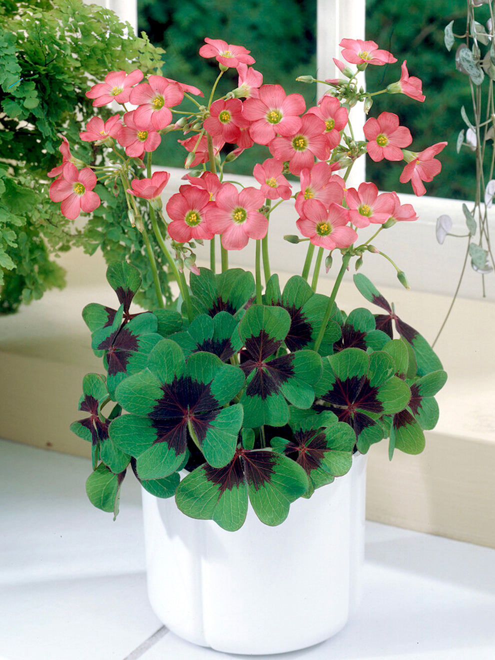 Oxalis Iron Cross (lucky Clover)