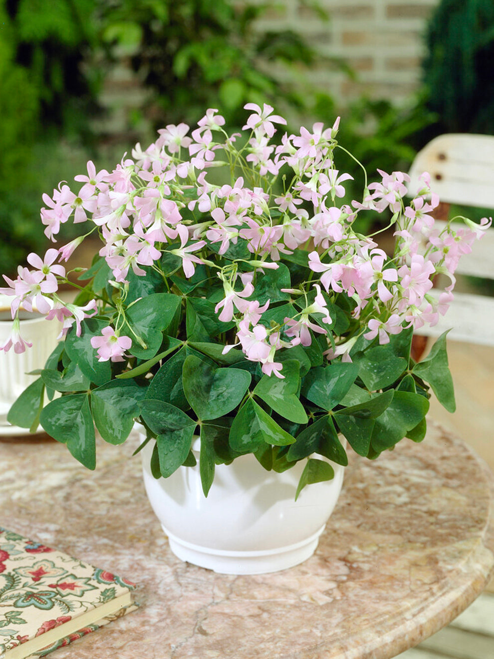 Oxalis Regnellii Fanny (false Shamrock)