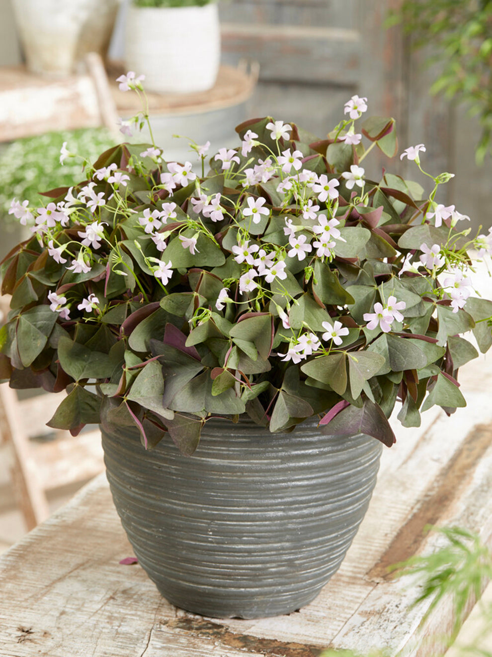 Oxalis Sanne (false Shamrock)
