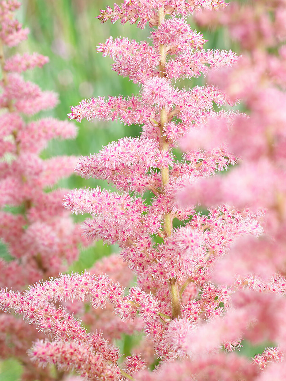 Astilbe Glitter And Glamour