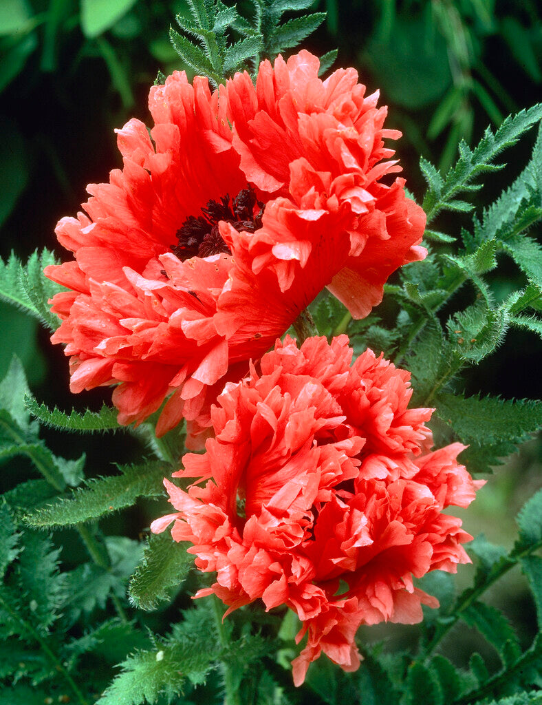 Papaver Garden Glory (oriental Poppy)