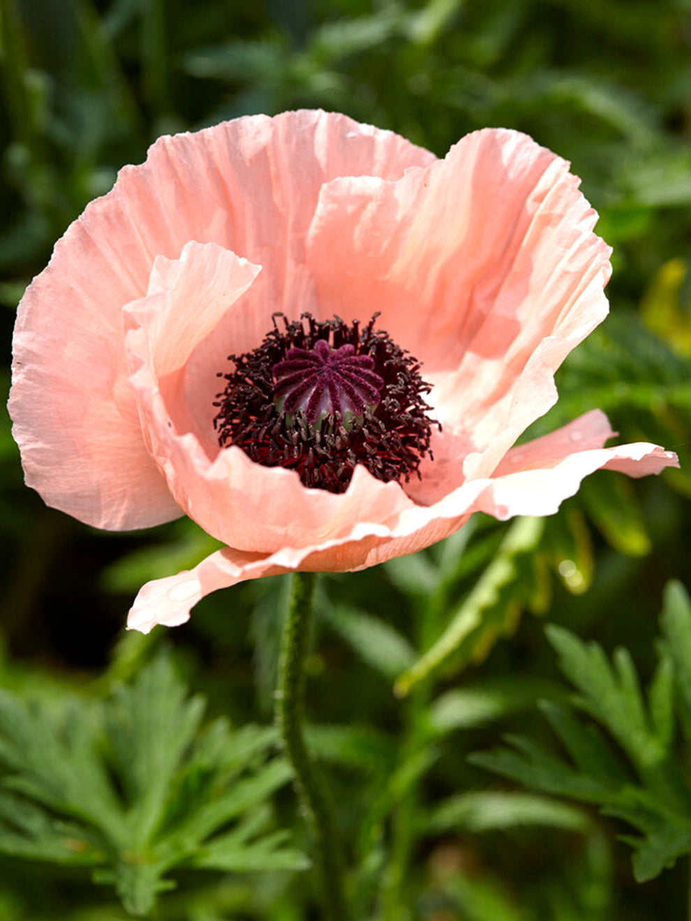 Papaver Helen Elizabeth (oriental Poppy)