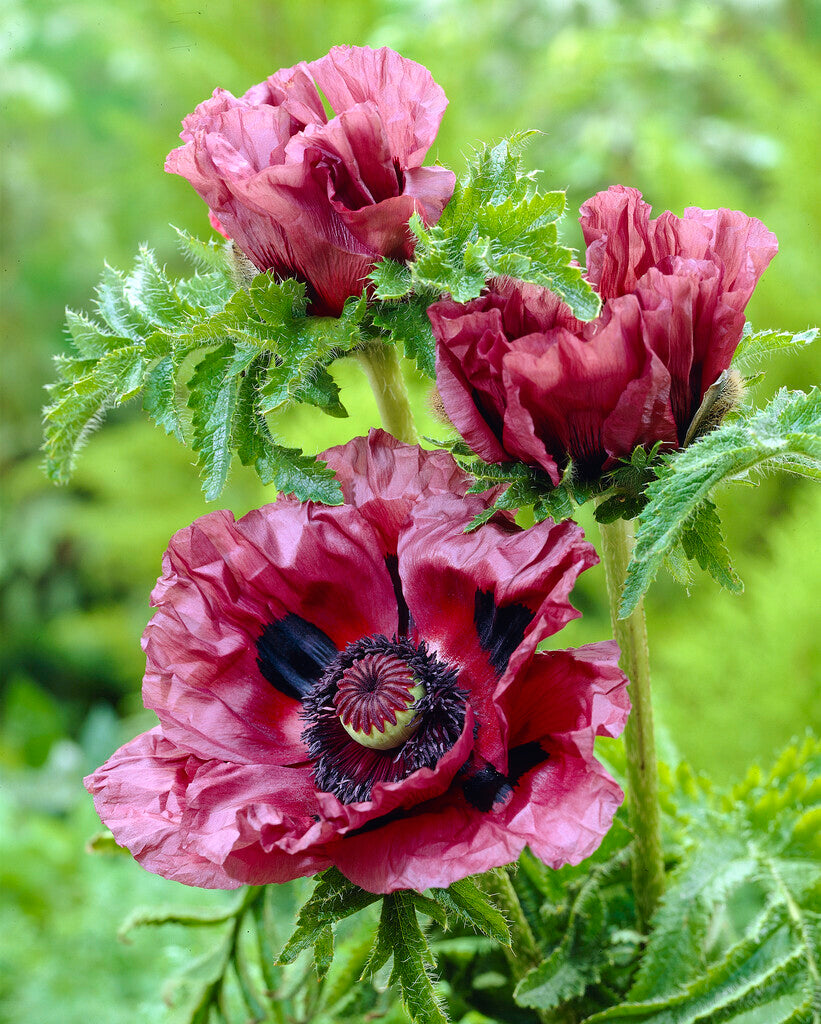 Papaver Pattys Plum (oriental Poppy)