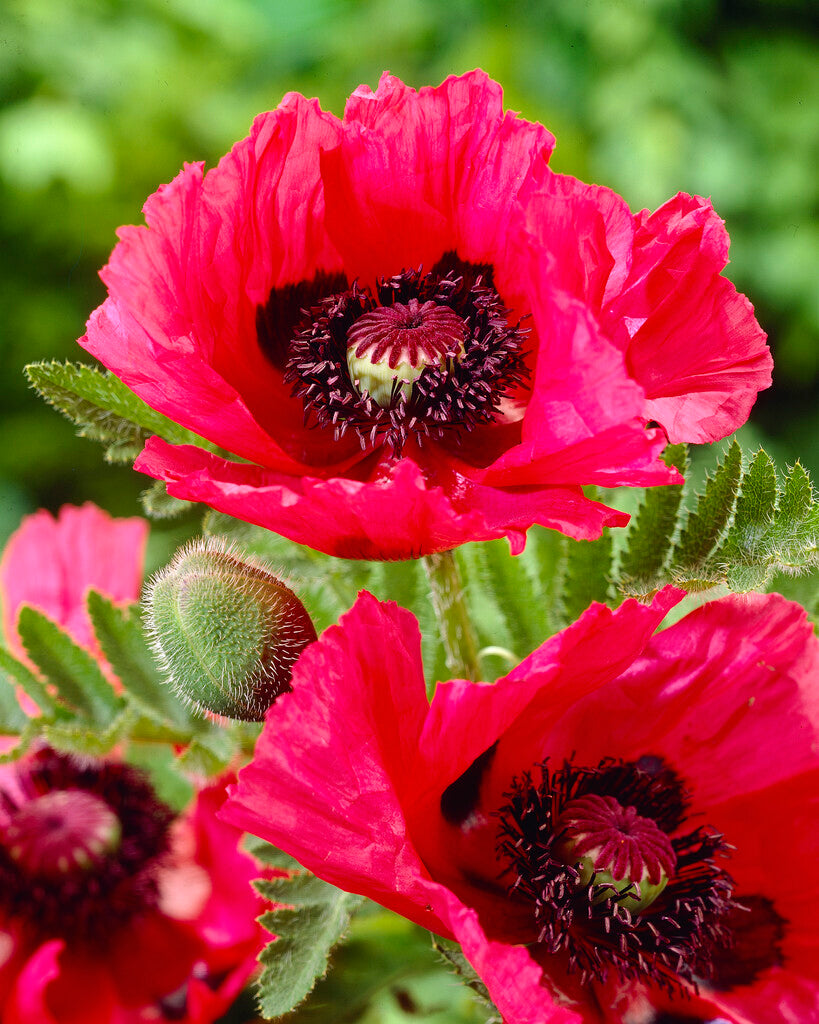 Papaver Watermelon (oriental Poppy)
