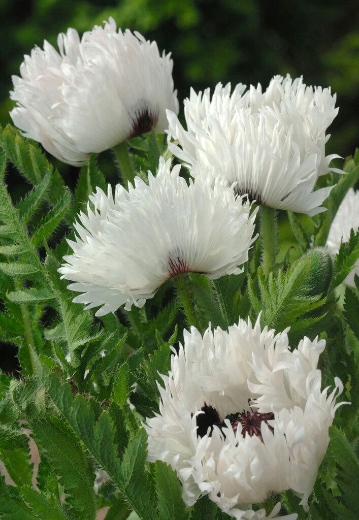 Papaver White Ruffles (oriental Poppy)