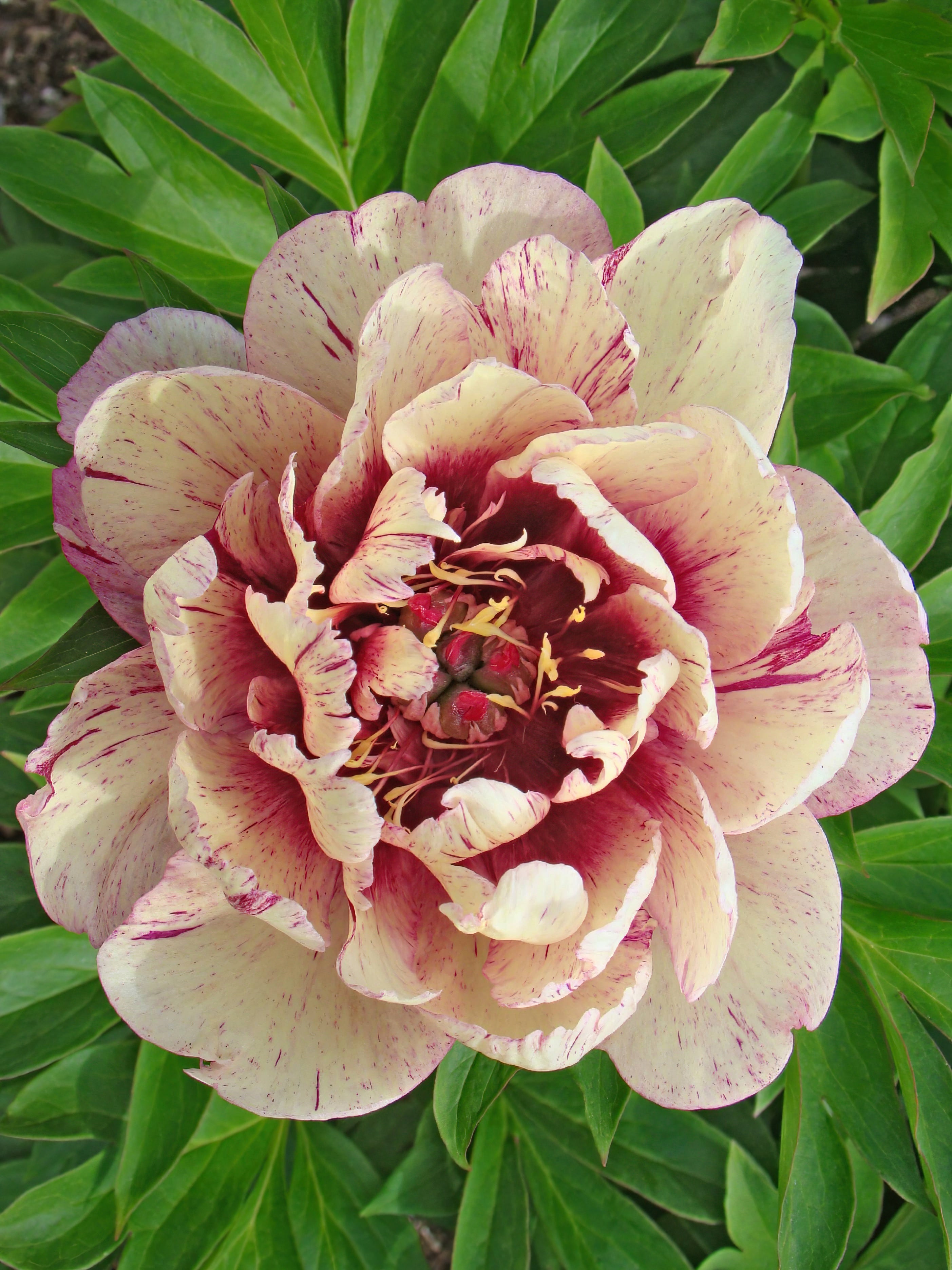 Peony All That Jaz