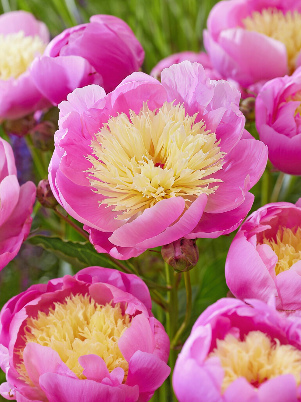 Peony Bowl Of Beauty