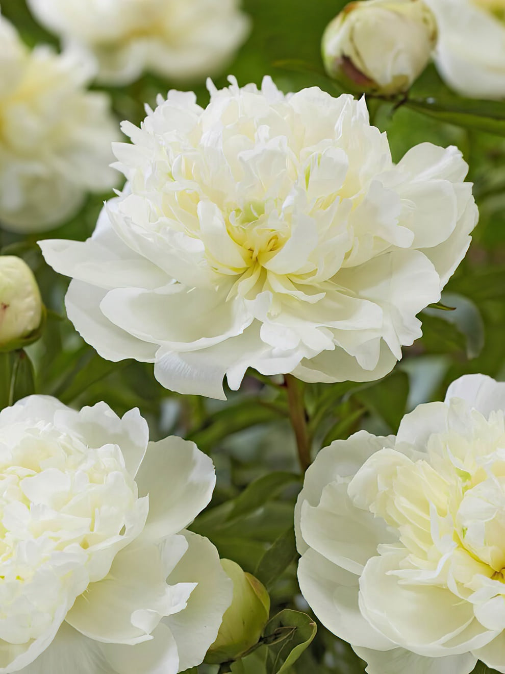 Peony Duchesse De Nemours