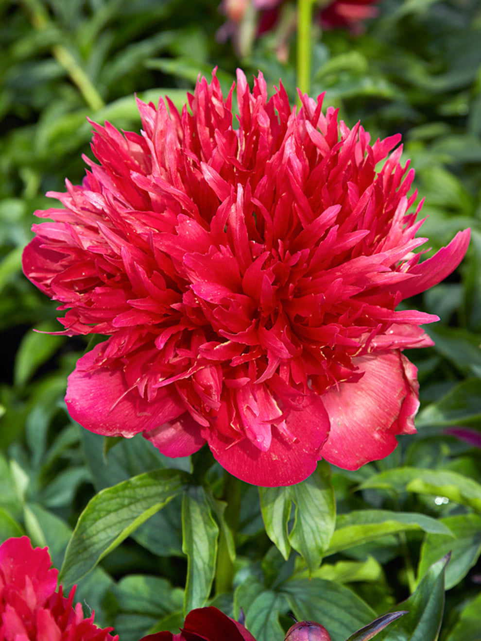 Peony Many Happy Returns