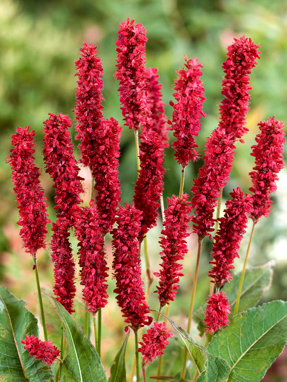 Persicaria Fat Domino (red Bistort)