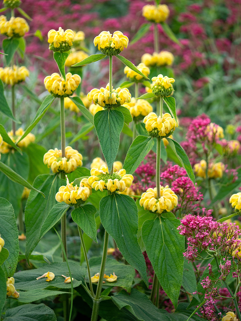 Phlomis Russeliana (jerusalem Sage)