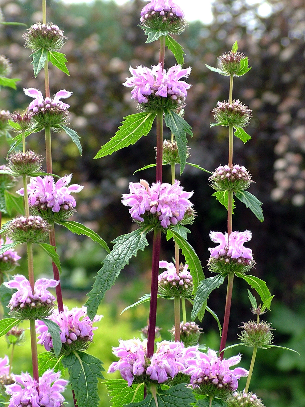Phlomis Tuberosa Bronze Flamingo (jerusalem Sage)