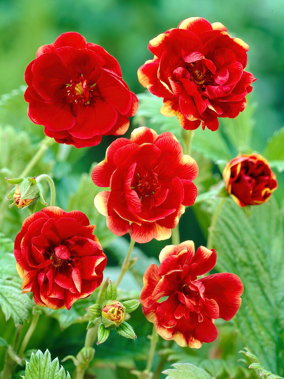 Potentilla Arc En Ciel (cinquefoil)