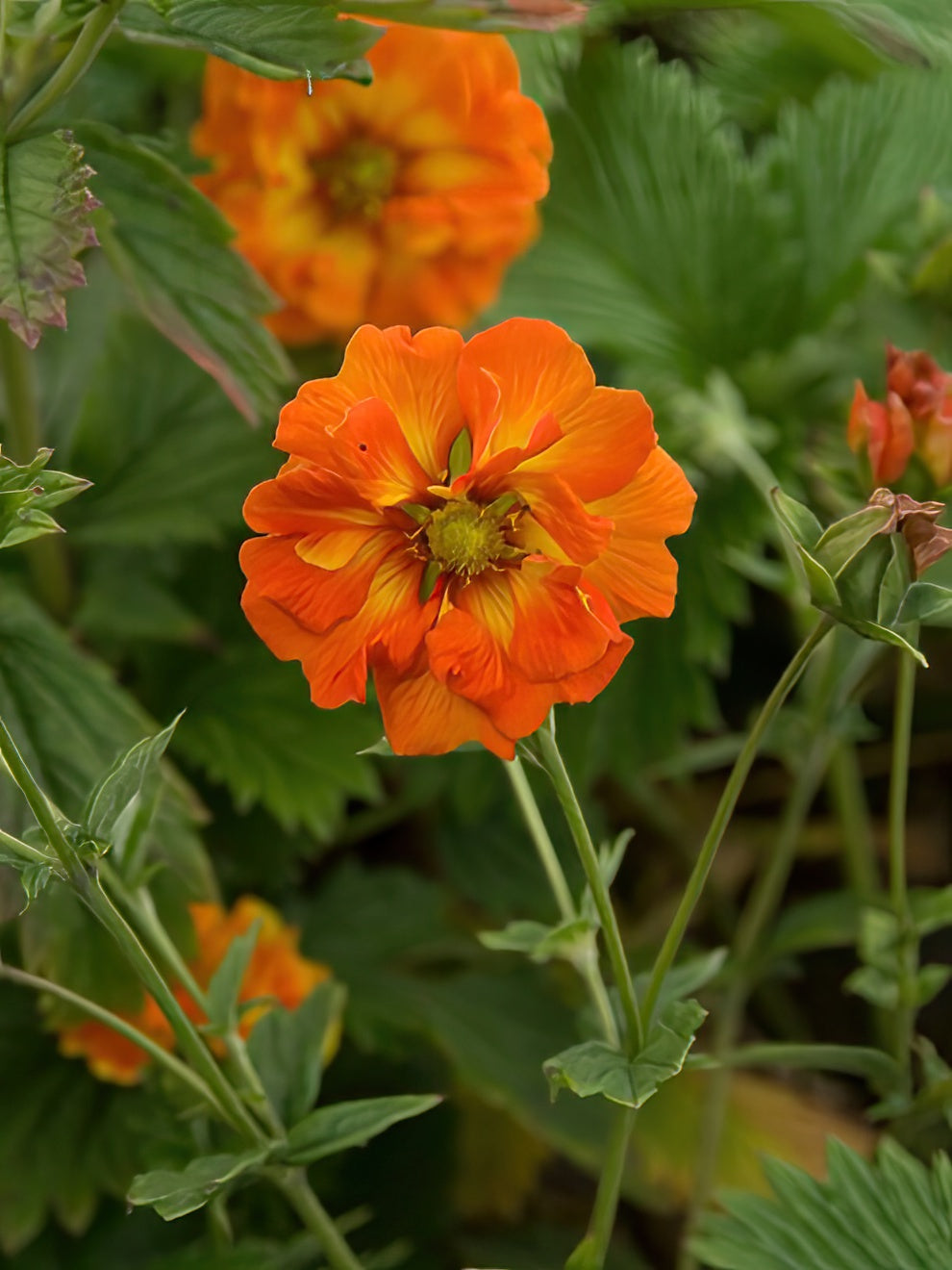 Potentilla William Rollison (cinquefoil)