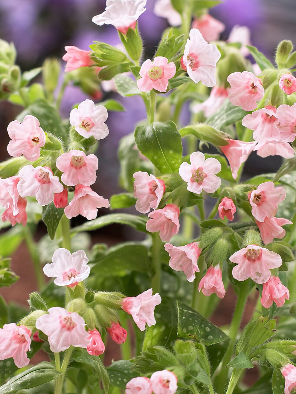 Pulmonaria Pierres Pure Pink (lungwort)