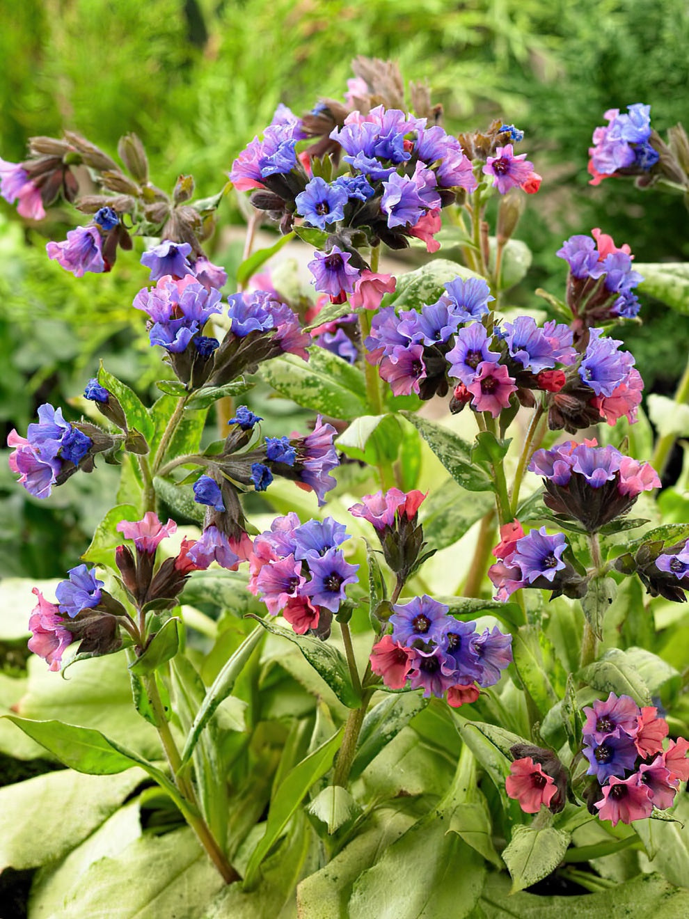 Pulmonaria Silver Bouquet (lungwort)