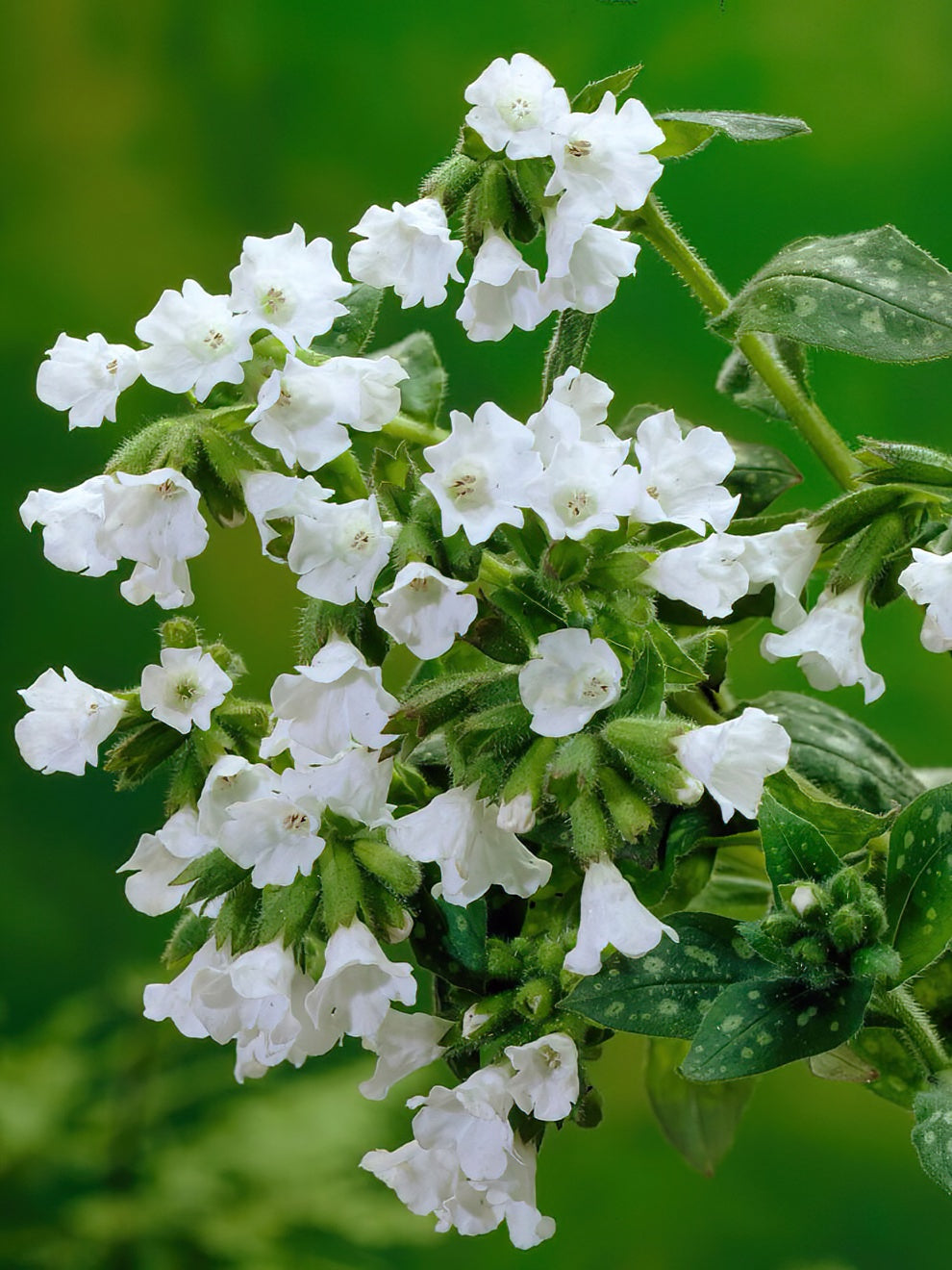 Pulmonaria Sissinghurst White (lungwort)