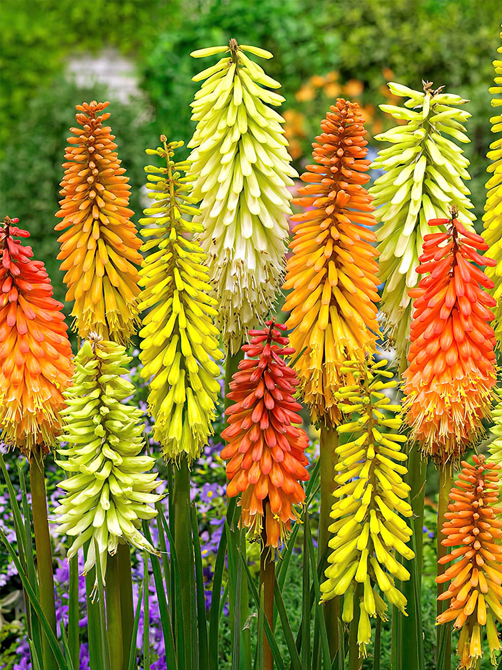Red Hot Poker Breeders Mix (kniphofia)