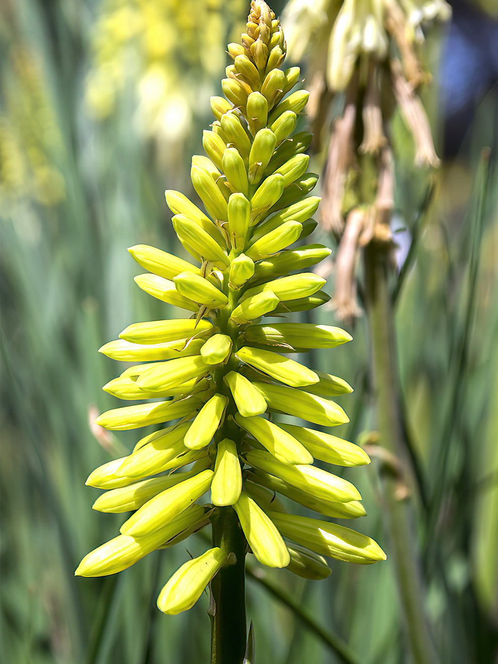 Red Hot Poker Citrina (kniphofia)