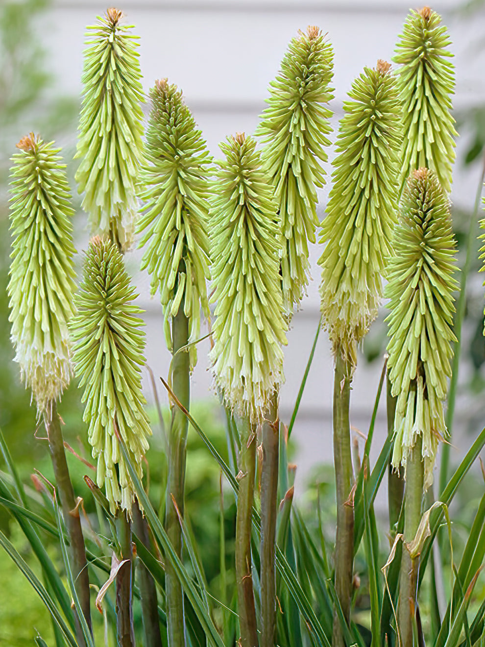 Red Hot Poker Green Jade (kniphofia)
