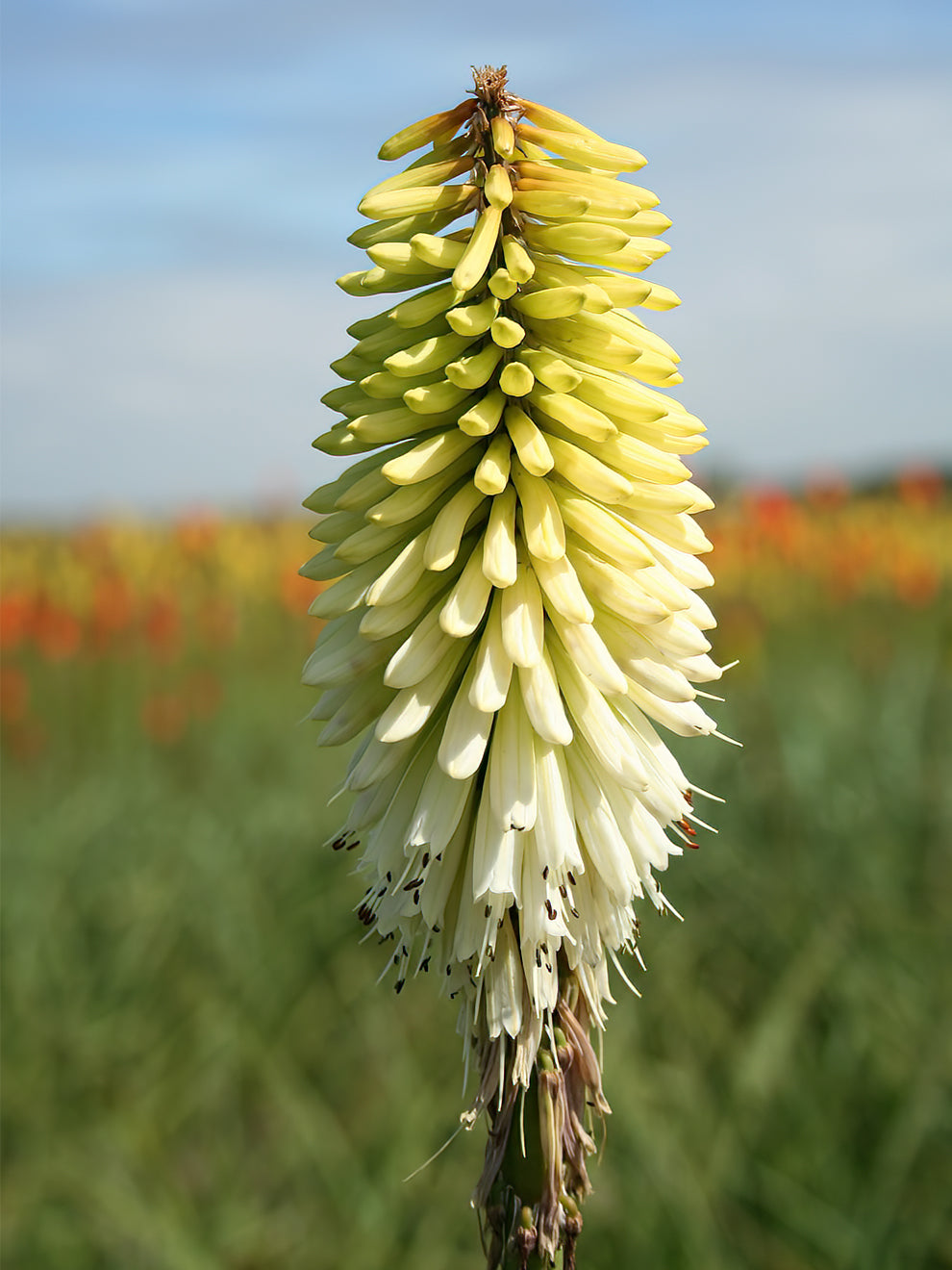 Red Hot Poker Ice Queen (kniphofia)