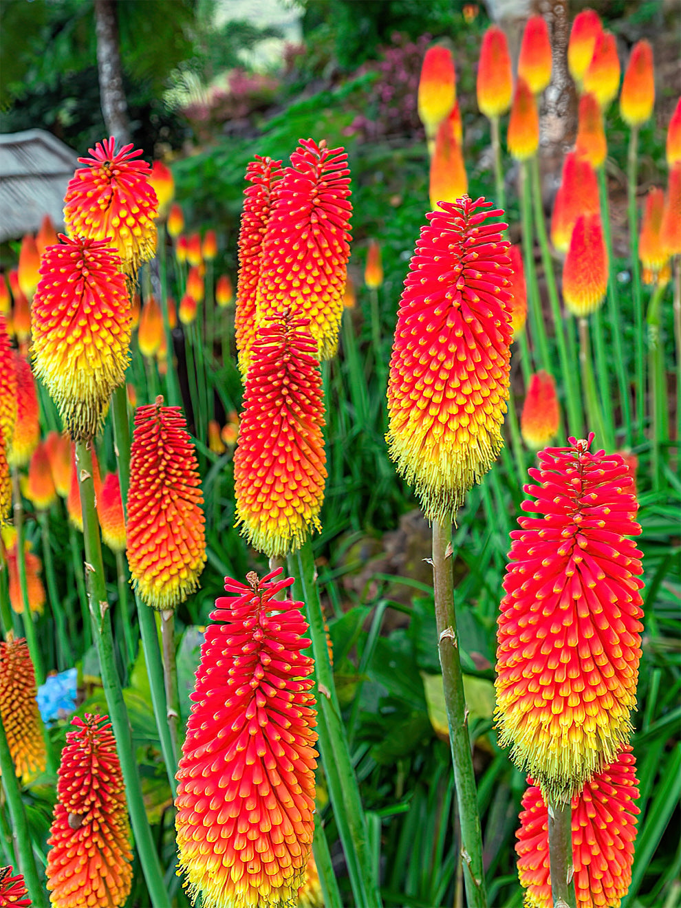 Red Hot Poker Uvaria (kniphofia)