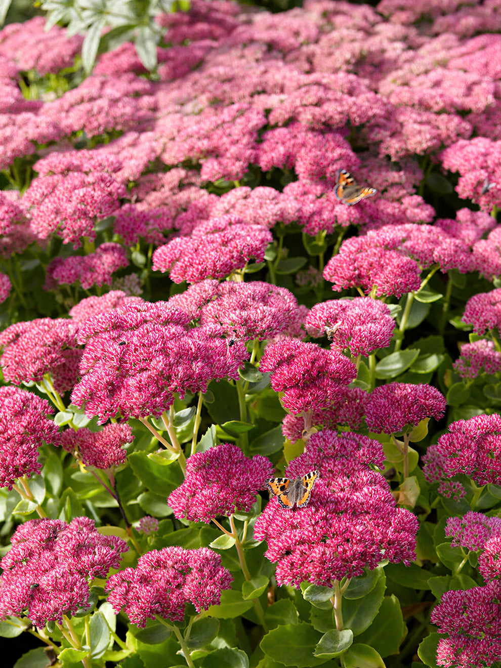 Sedum Autumn Joy Herbstfreude (stonecrop)