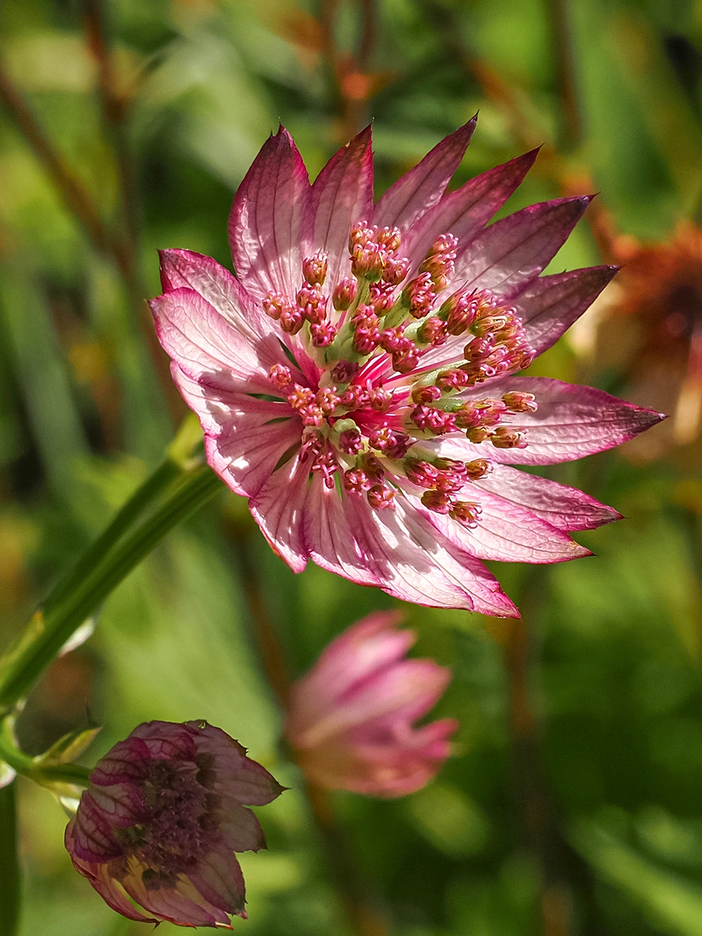 Astrantia Major Sparkling Stars Pink