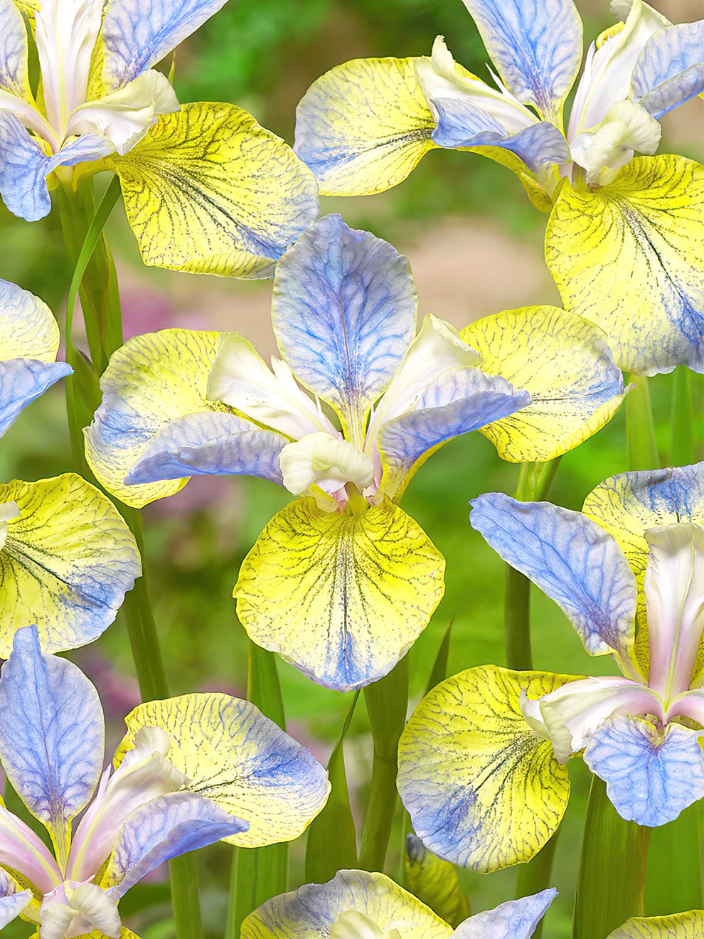 Siberian Iris Tipped In Blue