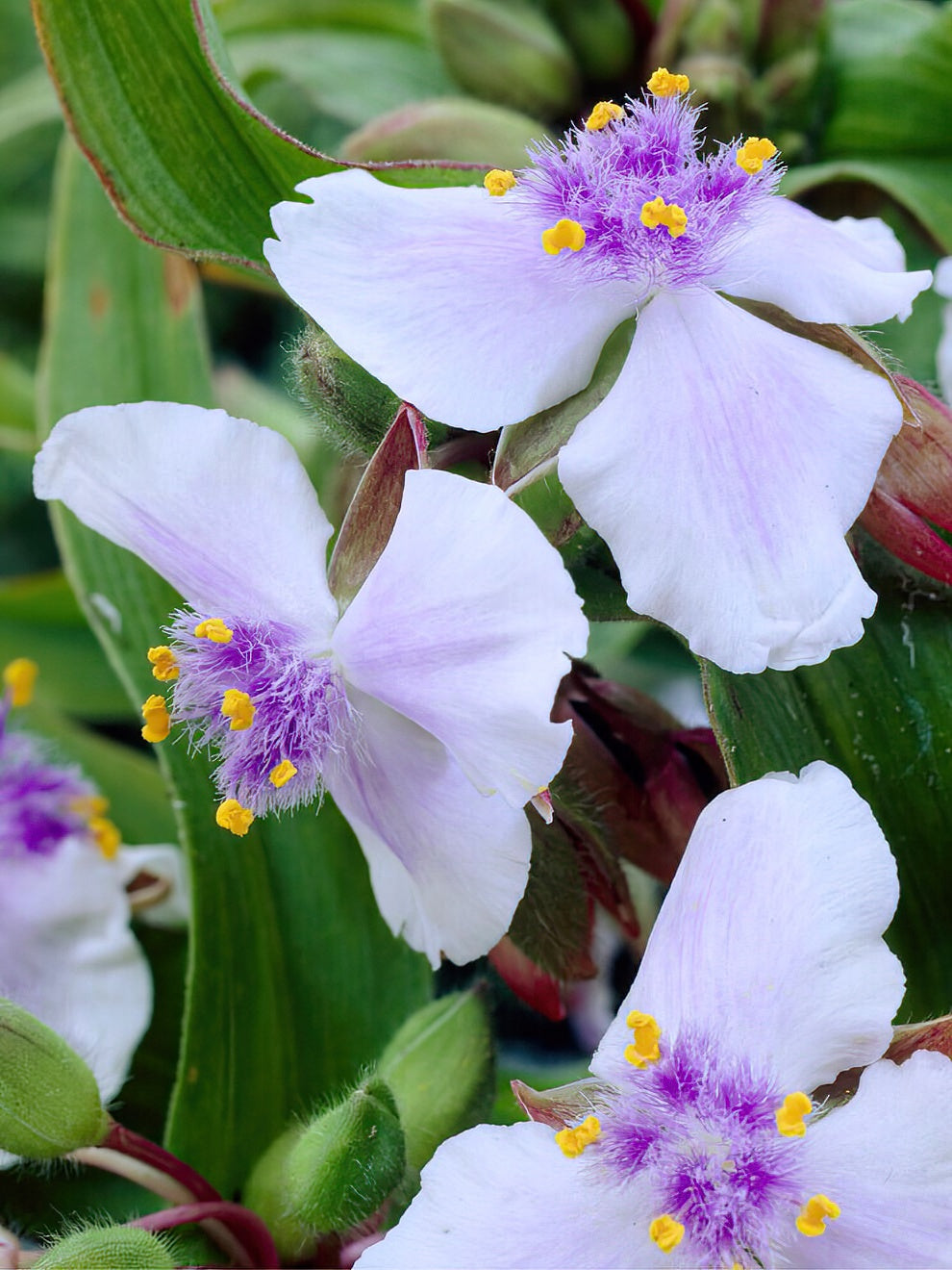 Spiderwort Osprey (tradescantia)