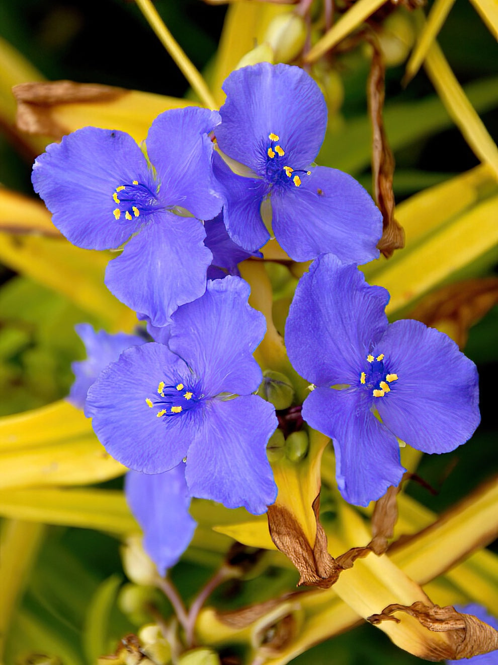 Spiderwort Sweet Kate (tradescantia)