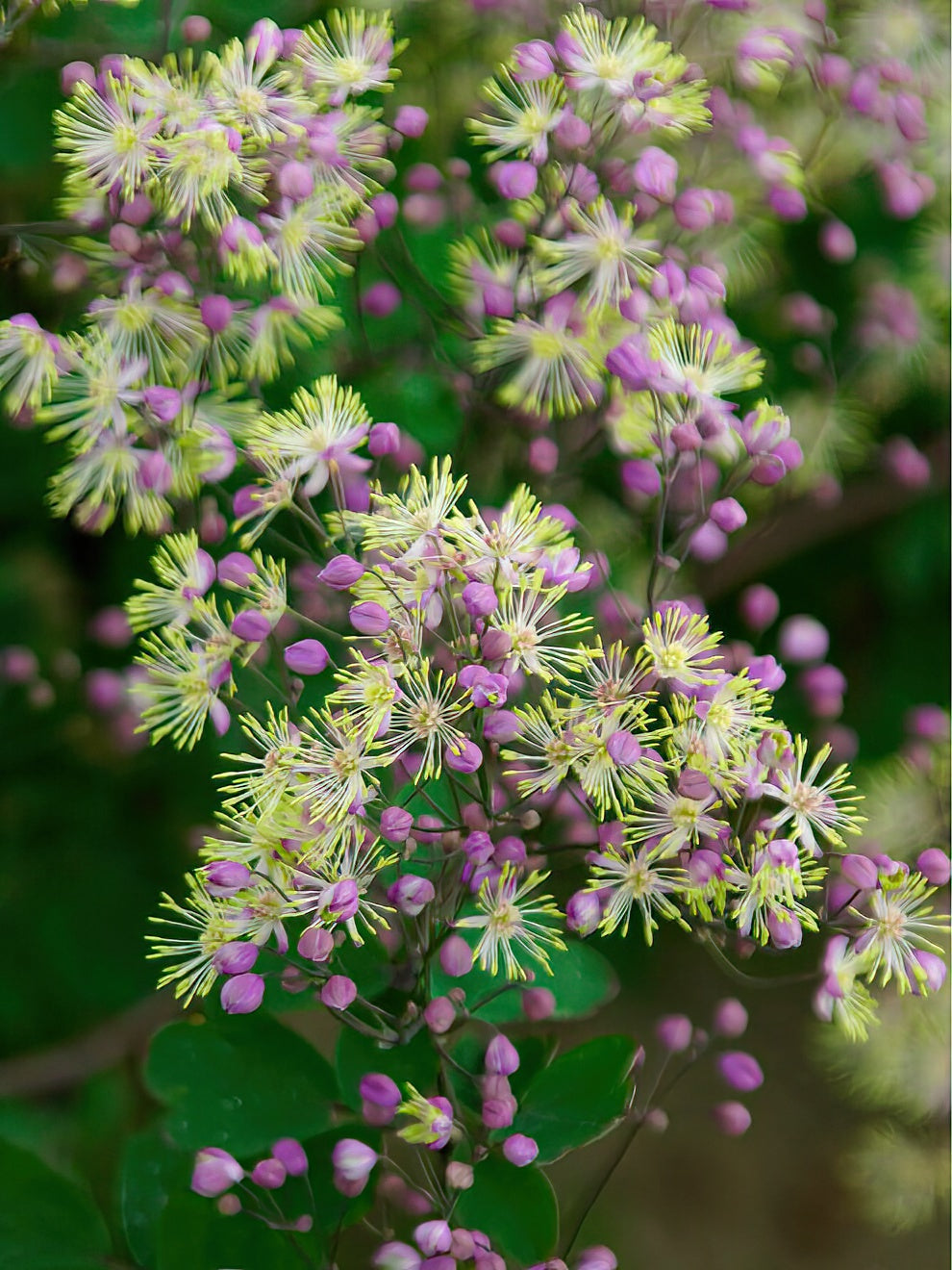 Thalictrum Anne (meadow Rue)