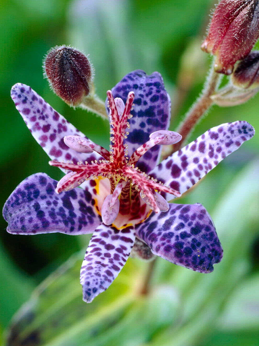 Tricyrtis Blue Wonder (toad Lily)