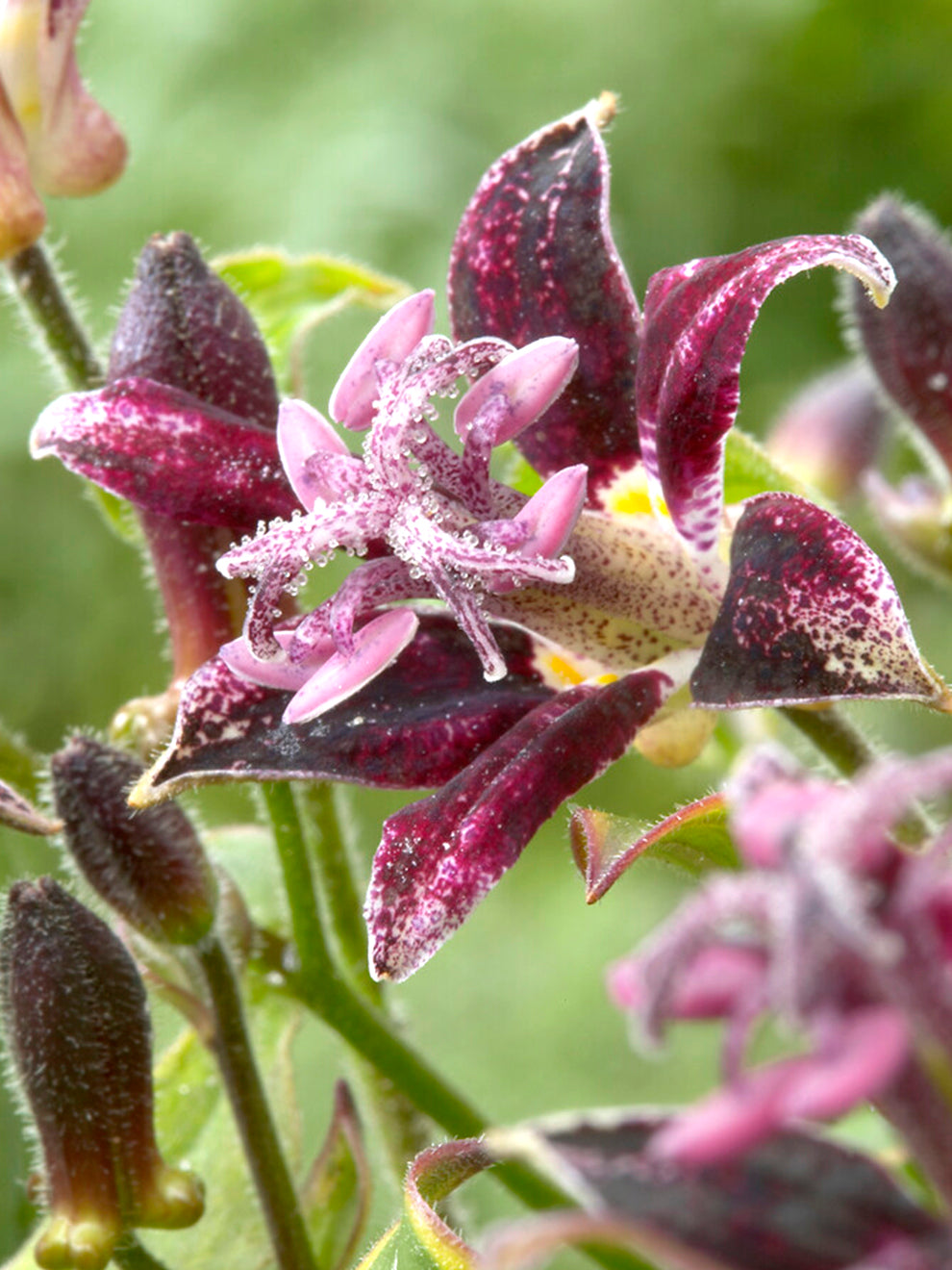 Tricyrtis Raspberry Mouse (toad Lily)