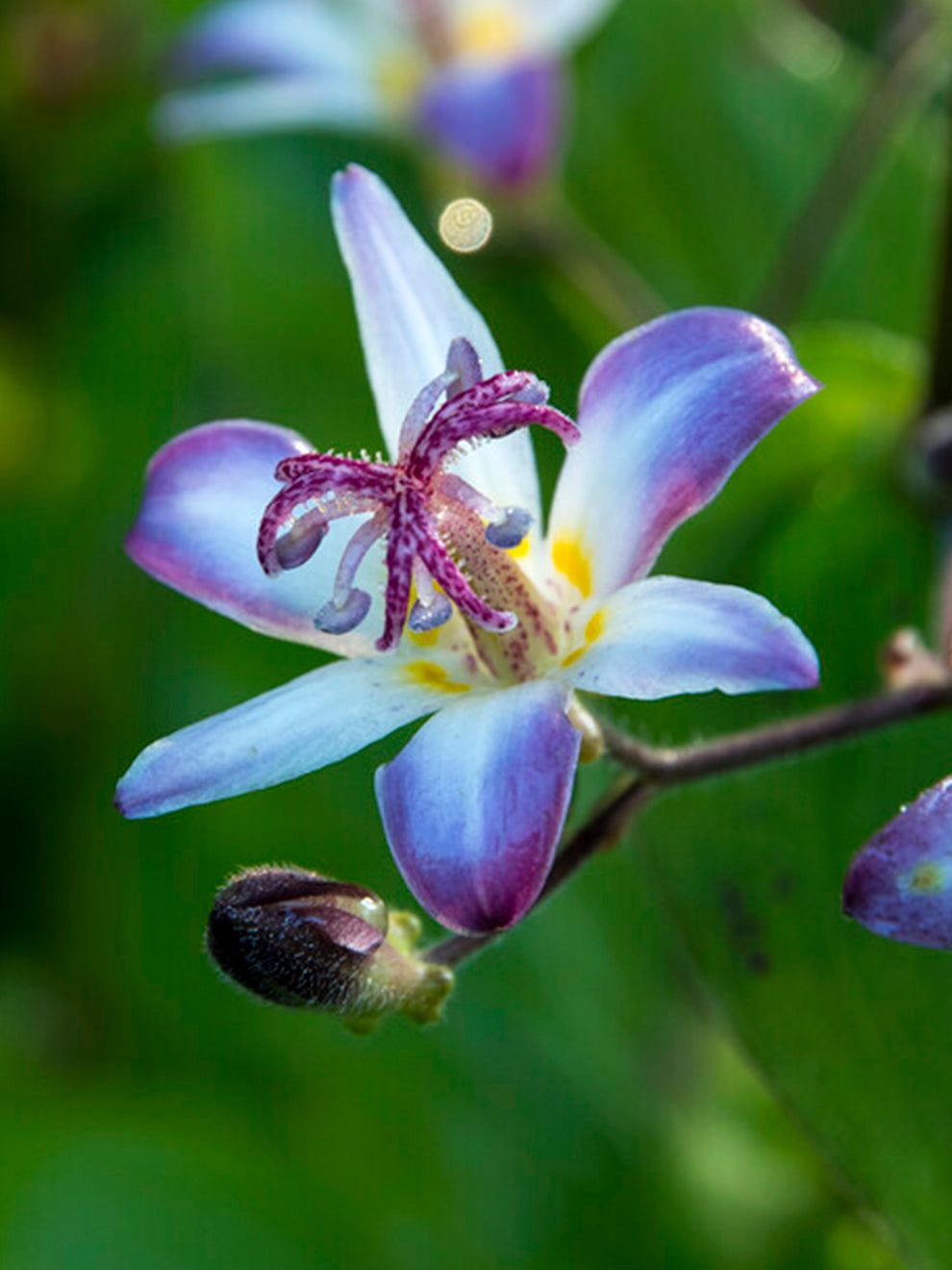 Tricyrtis Taiwan Adbane (toad Lily)