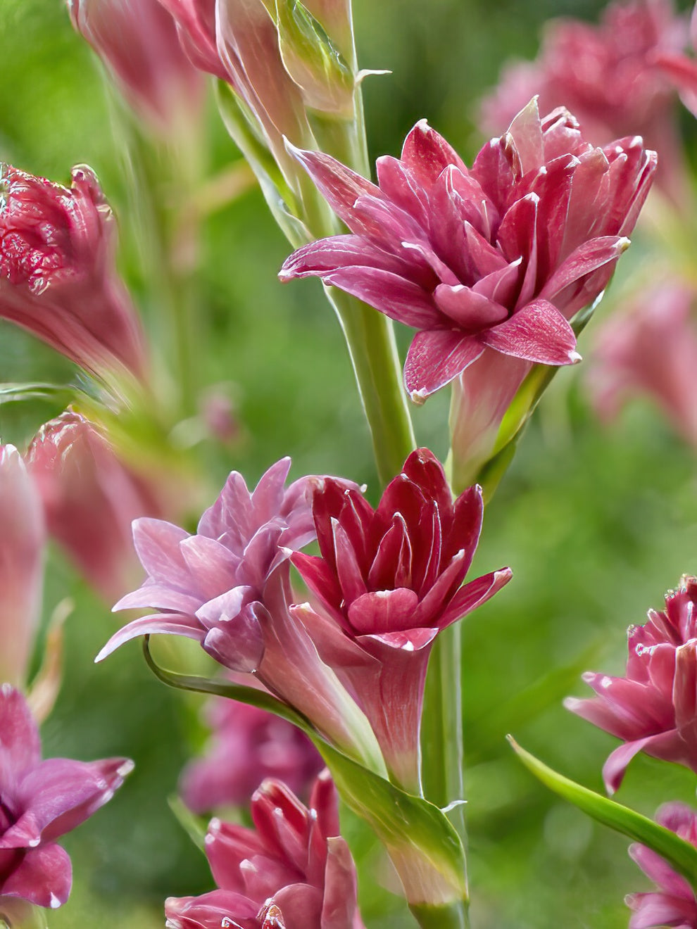 Tuberose Ncyu Love (polianthes)