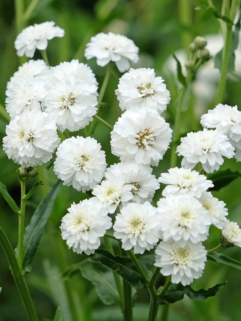 Achillea Ptarmica Diadem