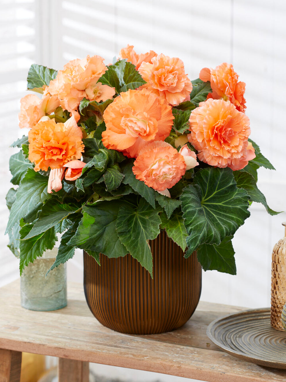 Begonia Amerihybrid Picotee Ruffled Apricot