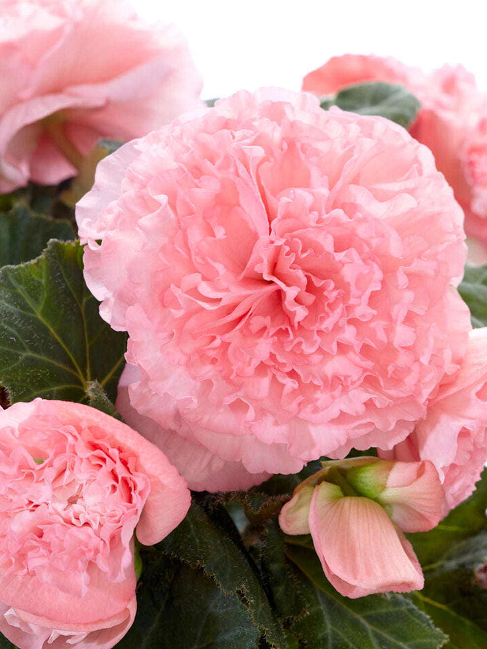 Begonia Amerihybrid Picotee Ruffled Pink