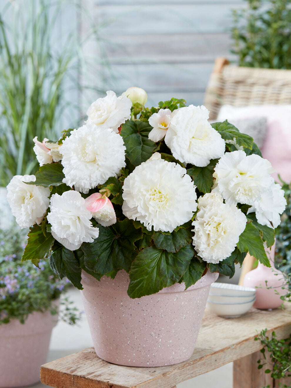 Begonia Amerihybrid Picotee Ruffled White