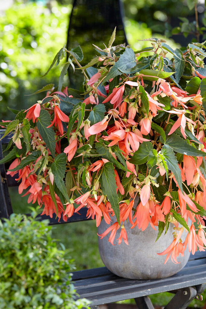 Begonia Boliviensis San Francisco
