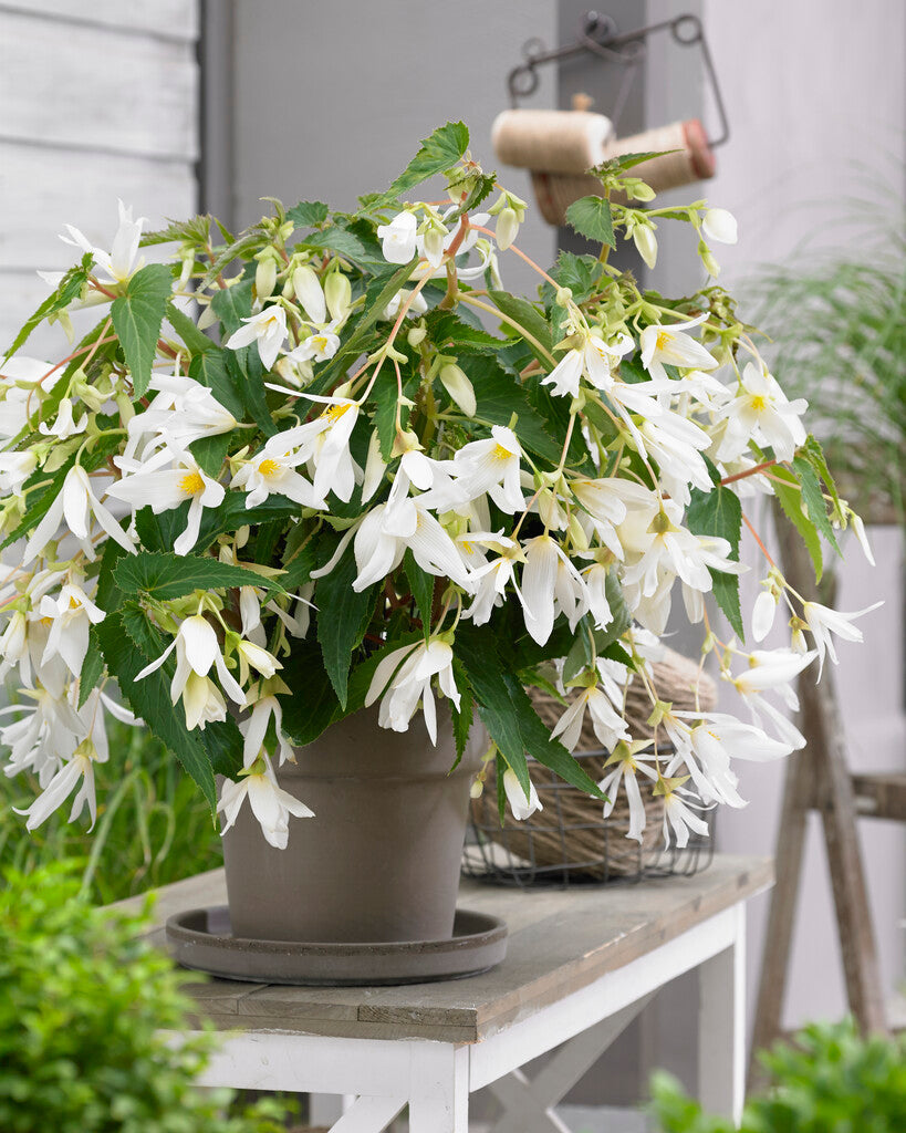 Begonia Boliviensis Santa Barbara