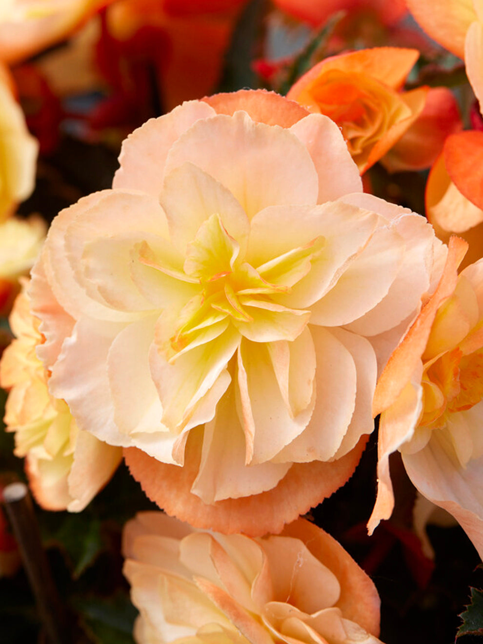 Begonia Iconia Aroma Peach
