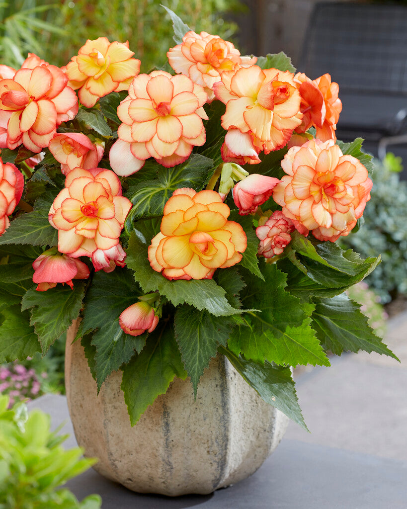 Begonia Picotee Sunburst